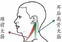 分享3條大筋給各位朋友，掌握這三條筋，能治很